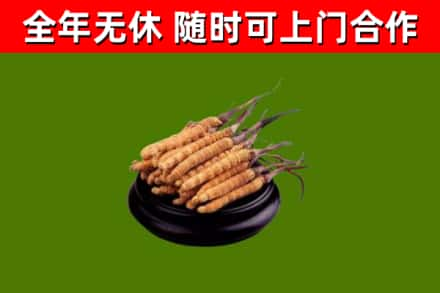 彰武回收冬虫夏草